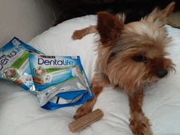 Упаковка лакомства для взрослых собак малых пород DentaLife Small для поддержания здоровья полости рта 115 г х 6 шт (8445291614567) фото от покупателей 5