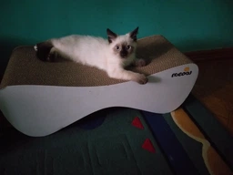 Кігтеточка (дряпка) - лежанка для кішок Say Meow Cloud 61х21х24 см (8040190102001) фото от покупателей 1