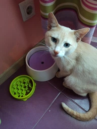 Миска-лабіринт для котів Petstages Cat Fun Feeder Wave XS Салатова (pt69717) фото від покупців 1
