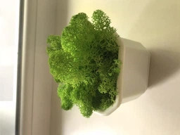 Стабилизированный мох ягель Nordic moss Зеленый травяной светлый 100 грамм фото от покупателей 8