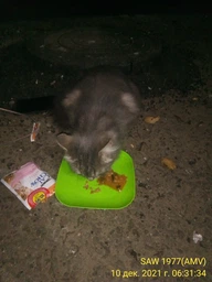 Влажный корм для кошек Purina Cat Chow Adult кусочки в желе с ягненком и зеленой фасолью (26х85г) фото от покупателей 5
