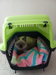 Переноска MP Bergamo Gipsy 1 small пластиковая дверца 46x31x32h см Light Green (8058093276484)