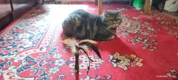 Іграшка для котів Спресована котяча м'ята з пером GiGwi Johnny stick перо котяча м'ята 8 см фото от покупателей 5