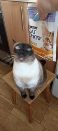Влажный корм для кошек Purina Cat Chow Adult кусочки в желе с ягненком и зеленой фасолью (26х85г) фото от покупателей 4