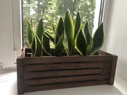 Деревянное ящик кашпо для цветов «Яблоко» Орех HomeDeco 50х20х17