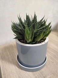Керамічний горщик для рослин Mini Plant 9x11,5см Циліндр Смарагдовий фото від покупців 1