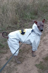 Комбинезон для собак WAUDOG Clothes, рисунок "Бэтмен лого", софтшелл, M35, B 54-60 см, С 34-40 см