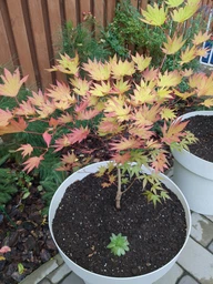 Японский клен (Japanese maple) Moonrise, 60-70см, объем горшка 3л