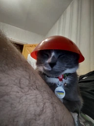 Нашийник для собак нейлоновий Collar WAUCAT Nylon з QR-паспортом, малюнок "Авокадо", пластиковий фастекс, XS, Ш 10 мм, Д 20-30 см (5280) фото від покупців 6
