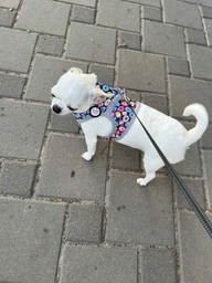 Шлея для собак м'яка Collar WAUDOG Clothes з QR паспортом, малюнок "Пончики", XS3, В 32-35 см, С 22-24 см (2909)