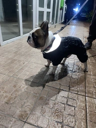 Комбинезон Collar AiryVest One для собак, размер L 50 Розовый (24237) фото от покупателей 15