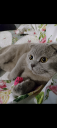 Влажный корм для взрослых кошек Purina Friskies кусочки в подливе с уткой (26х85г)