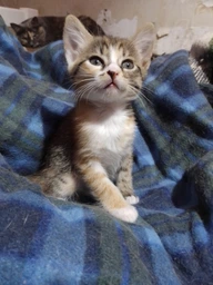 Влажный корм Royal Canin BABYCAT INSTINCTIVE Cans для кошек в период лактации и новорожденных котят (Паштет) 195 г (9003579311660) фото от покупателей 5