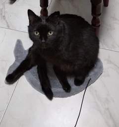 Дряпка-килимок Lucky Pet тканинна Карась, 30х44см фото від покупців 5
