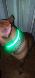 Нейлоновий нашийник для собак DogClub USB L (45-52 см), що світиться фото від покупців 1