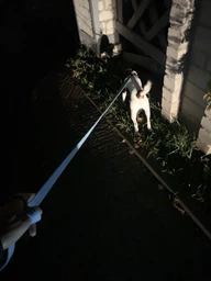 Поводок для собак из восстановленного хлопка Collar WAUDOG Re-cotton светоотражающий, M, Ш 20 мм, Дл 200 см (03099)