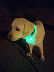 Нашийник Trixie 12702 світиться з USB L-XL 65 см 7 мм Зелений (4053032127029) фото від покупців 1