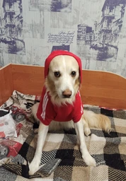 Толстовка для собак Adidog 5XL Рожевий