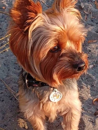 Адресник для собак и котов металлический Collar WAUDOG Smart ID c QR паспортом, рисунок "Корги", круг, Д 25 мм (0625-0212)