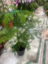 Араукария Araucaria комнатная ель, 35 - 45см, объём горшка 0,5л (RG014) фото от покупателей 4