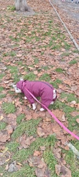 Комбинезон Noble Pet Travis T4124/M Grayish Red (00002301) фото от покупателей 13