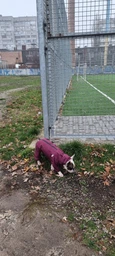 Комбинезон Noble Pet Travis T4124/M Grayish Red (00002301) фото от покупателей 12