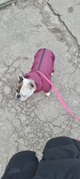Комбинезон Noble Pet Travis T4124/M Grayish Red (00002301) фото от покупателей 10