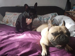 Корм для собак породы Французский Бульдог Royal Canin French Bulldog Adult 3 кг фото от покупателей 1
