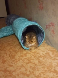 Trixie Тунель тканинний для котів,в асортименті фото от покупателей 11