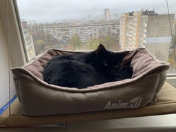 Лежанка для кота на вікно підвісна гамак для кішки на присосках (ОL-152925)