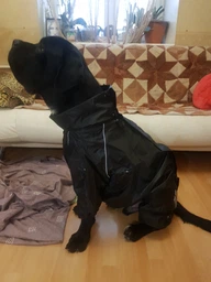 Дощовик Hunter D без підкладки для собак великих і середніх порід від спаніелів до алабаїв, SKU 00068, Розмір L, Your Stylish Hunter, Водостійкий одяг для собаки. фото від покупців 1
