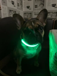 Нейлоновий нашийник для собак DogClub USB L (45-52 см), що світиться