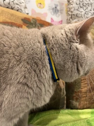 Ошейник для котов нейлоновый Collar WAUCAT c QR паспортом Colors of freedom пластиковый фастекс XS 20 - 30 см (5210-4020Collar) фото от покупателей 7