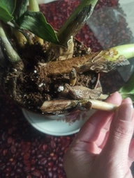 Заміокулькас (Zamioculcas, Доларове дерево), висота 30 - 40см, 12" горщик (RG145) фото від покупців 8