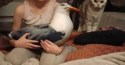 М'яка іграшка антистрес WONKEY Папуга Гоша 30см 33022 фото від покупців 5
