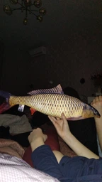 М'яка іграшка антистрес WONKEY Папуга Гоша 30см 33022 фото від покупців 4