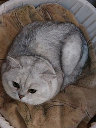 Лежак для собак и кошек Природа Люкс PR241783 52х36х20 см Фиолетовый (4823082417834) фото от покупателей 14