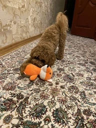 Іграшка для собак Pet Nova Руда лисичка Pet Nova 36 см (PLU-FOX-RED) (5903031440850)