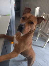 Корм сухий Brit Premium Dog Junior L для цуценят та молодих собак великих порід від 1 до 24 місяців вагою 25-45 кг з куркою 8595602526437 фото от покупателей 5