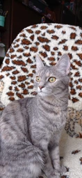 Влажный корм для кошек Purina Gourmet Gold с уткой, морковью и шпинатом, кусочки в паштете (12х85г) фото от покупателей 10