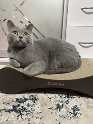 Кігтеточка дряпка з гофрокартону лежанка для котів з картонним фасадом Cat Joy Modern Whitish 54x13x25 см