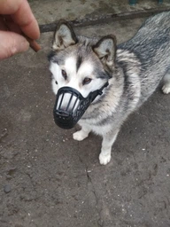 Trixie Muzzle намордник для собак L - чорний фото от покупателей 10