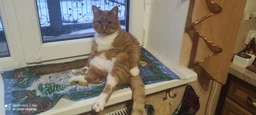 Cat Chow Special Care Sterelized Cat Turkey Сухий корм для стерилізованих кішок з індичкою (1,5 кг)