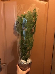 Араукария Araucaria комнатная ель, 35 - 45см, объём горшка 0,5л (RG014) фото от покупателей 2