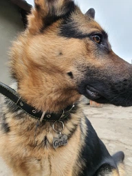 Адресник для Собак BronzeDog из Нержавеющей Стали Косточка Cеребристый 40*25 мм (90031) фото от покупателей 9