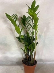 Заміокулькас (Zamioculcas, Доларове дерево), висота 30 - 40см, 12" горщик (RG145) фото від покупців 7