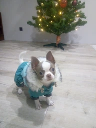 Сухий повнораціонний корм для цуценят Royal Canin Chihuahua Puppy породи чихуахуа віком від 2 до 8 місяців 500 г Термін придатності до 11.2026
