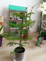 Араукарія Araucaria кімнатна ялина, 50-60 см, об'єм горщика 1л фото від покупців 4