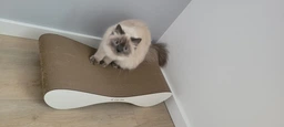 Кігтеточка з картону посиленого з дерев'яним фасадом Cat Joy Bionica Beige Wood 63х14х29 см фото від покупців 17