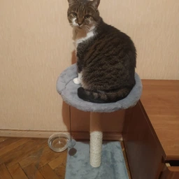 Когтеточка Lucky Pet Прана, серый, 33х33х50см фото от покупателей 15